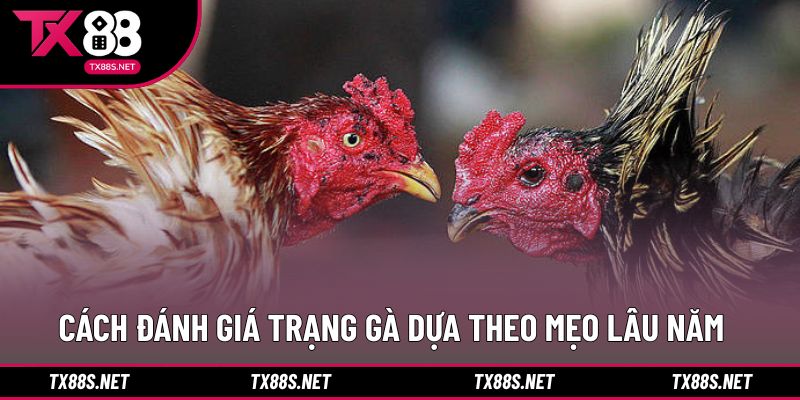 Cách xem trạng gà đá giúp nâng cao khả năng nhận định