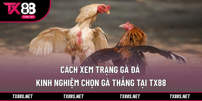 Cách xem trạng gà đá