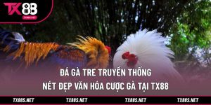 Đá gà tre truyền thống