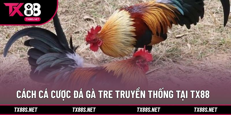Hướng dẫn các bước tham gia đá gà tre tại TX88