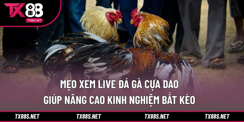Kinh nghiệm quan sát trận đấu hiệu quả hơn