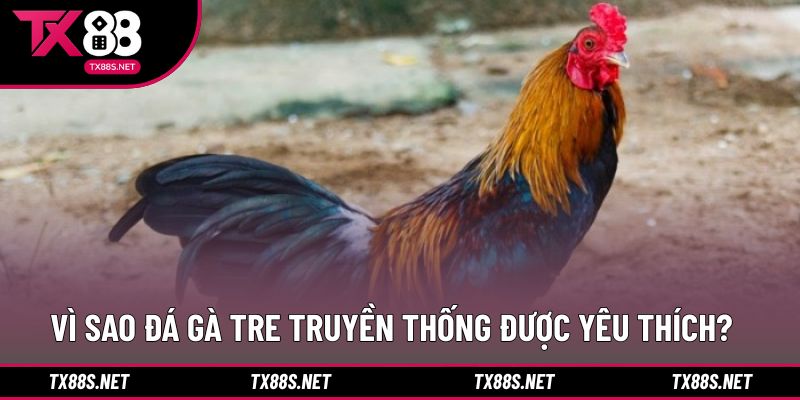 Những lý do khiến đá gà tre tại nhà cái được ưa chuộng