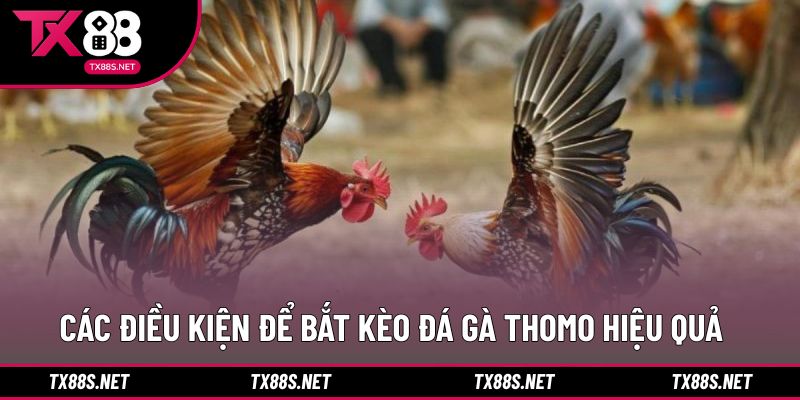 Những yếu tố nền tảng giúp bắt kèo ổn định hơn