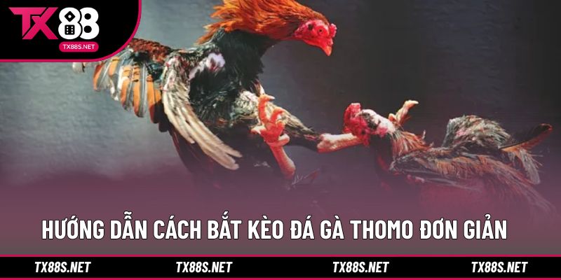 Quy trình bắt kèo đá gà Thomo cho hội viên mới