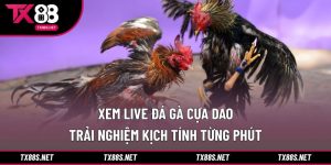 Xem live đá gà cựa dao